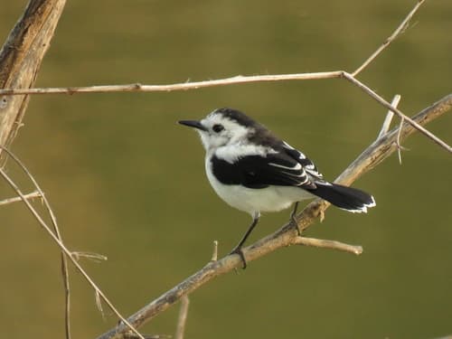 Pied Water-Tyrant