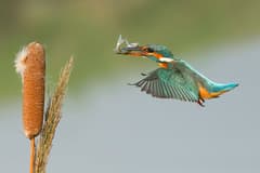 Common Kingfisher