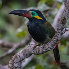 Guianan Toucanet