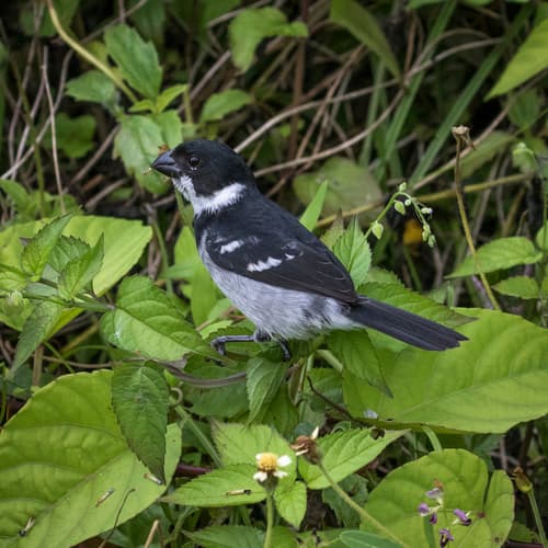 Wing-barred Seedeater