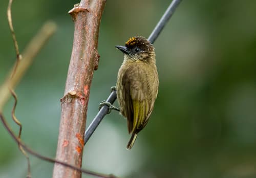 Olivaceous Piculet