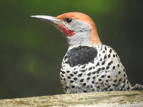 Guatemalan Flicker