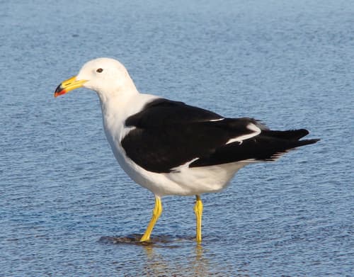 Olrog's Gull