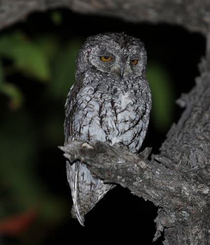 African Scops-Owl