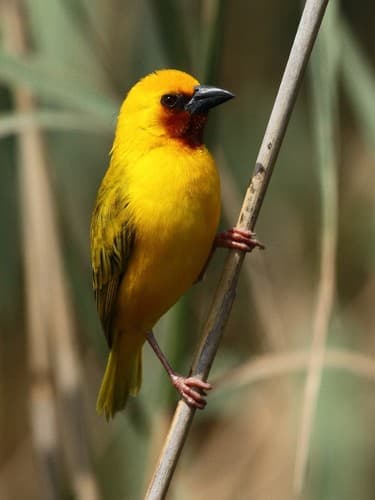 Southern Brown-throated Weaver