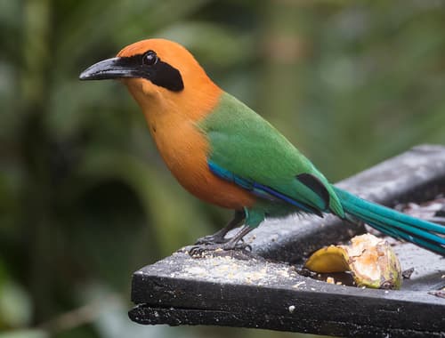 Rufous Motmot