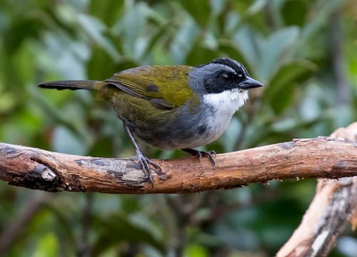 Gray-browed Brushfinch