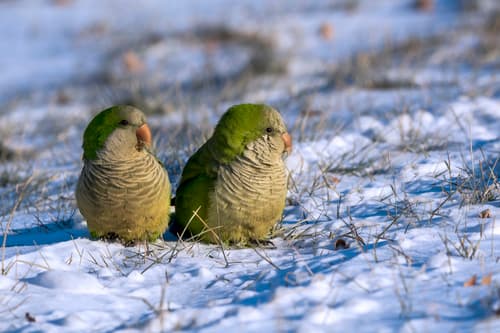 Monk Parakeet
