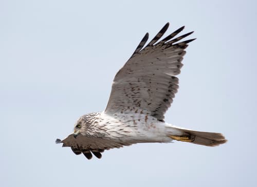 Eastern Marsh Harrier