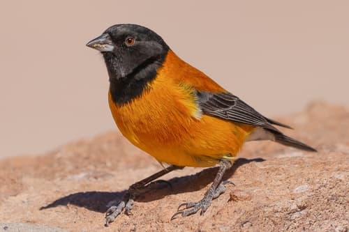 Black-hooded Sierra-Finch
