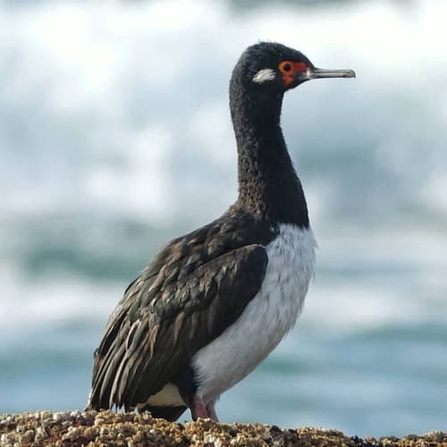 Magellanic Cormorant