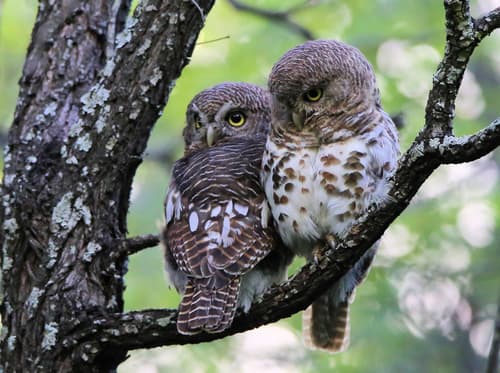 African Barred Owlet