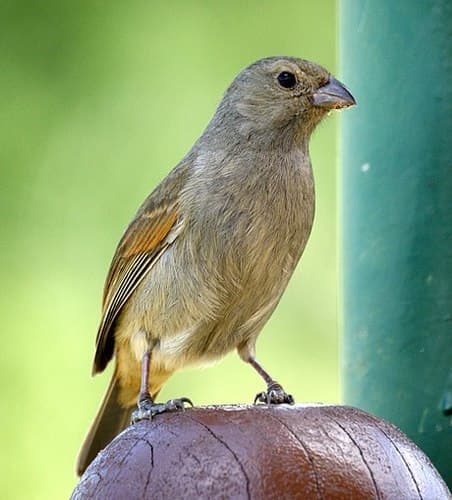 Barbados Bullfinch
