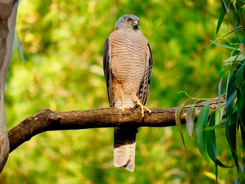 Collared Sparrowhawk
