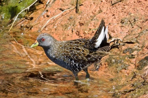 Australian Crake