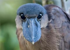 Boat-billed Heron
