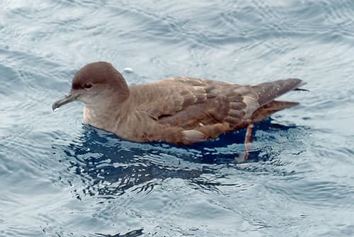 Short-tailed Shearwater