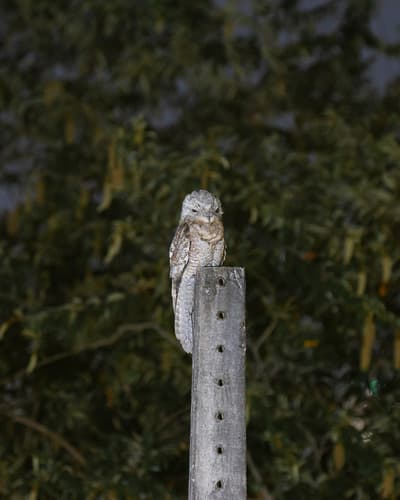 Great Potoo