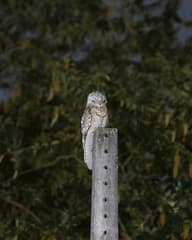 Great Potoo