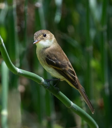 White-throated Flycatcher