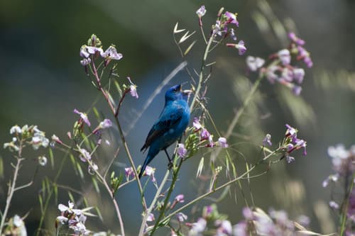 Indigo Bunting
