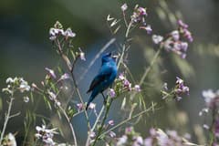 Indigo Bunting