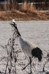 Red-crowned Crane