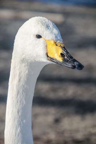 Mute Swan