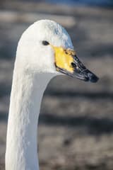 Mute Swan
