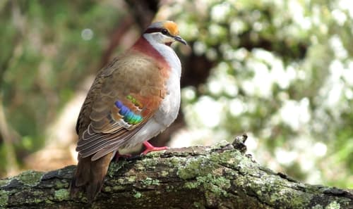 Brush Bronzewing