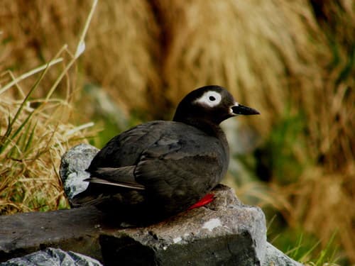 Spectacled Guillemot