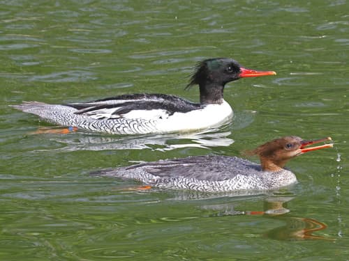 Scaly-sided Merganser
