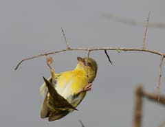 Village Weaver