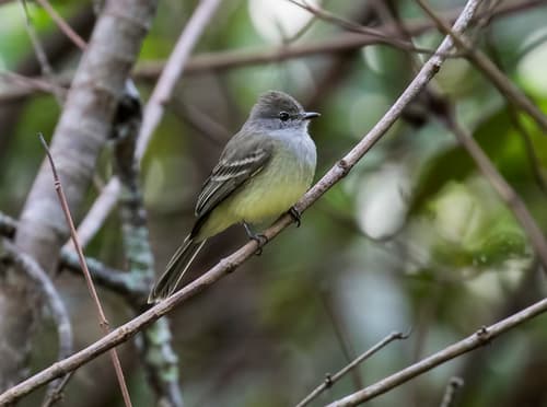 Northern Scrub-Flycatcher