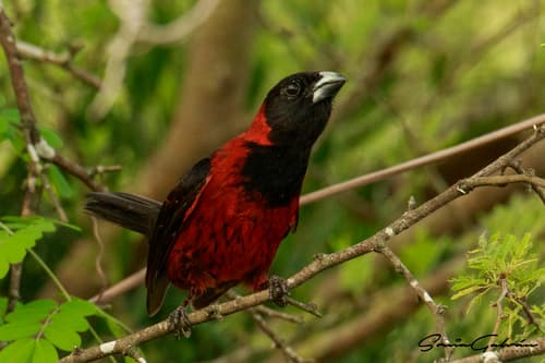 Crimson-collared Grosbeak