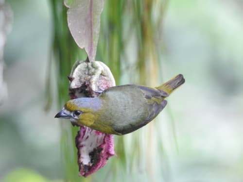 Golden-bellied Euphonia