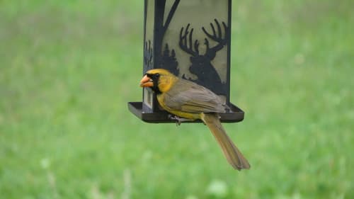 Northern Cardinal