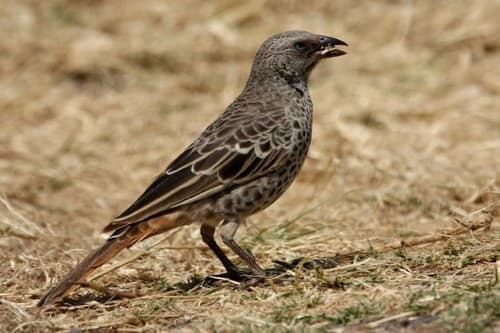Rufous-tailed Weaver