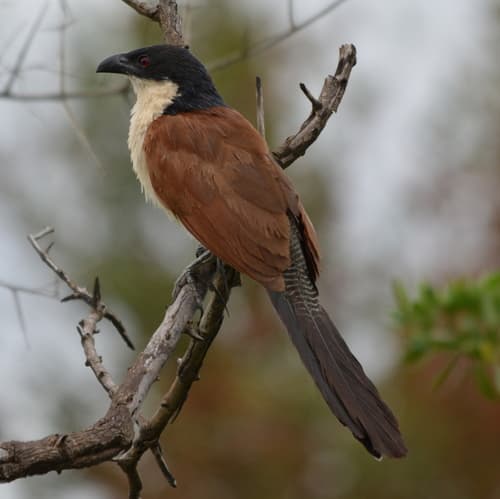 Burchell's Coucal