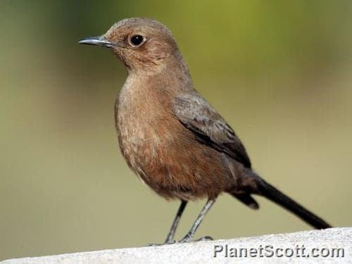 Brown Rock Chat