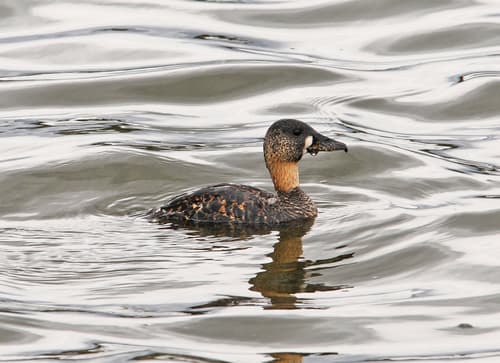 White-backed Duck
