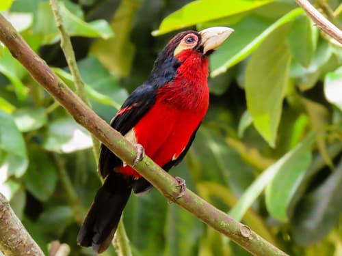 Double-toothed Barbet