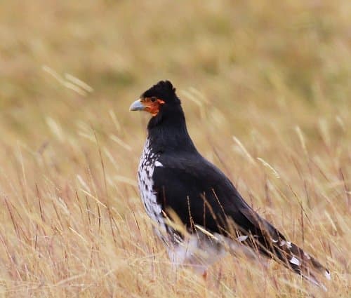 Carunculated Caracara