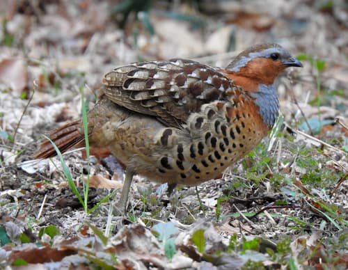Chinese Bamboo-Partridge