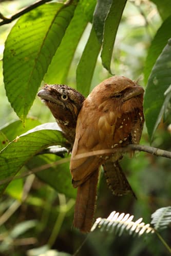 Sri Lanka Frogmouth