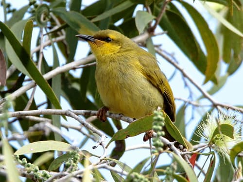 Yellow Honeyeater