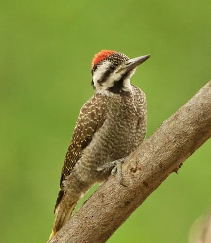 Bearded Woodpecker