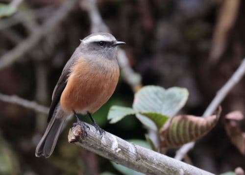 d'Orbigny's Chat-Tyrant