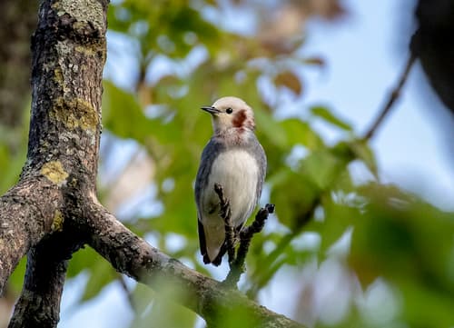 Chestnut-cheeked Starling