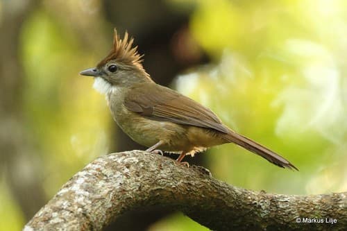 Ochraceous Bulbul